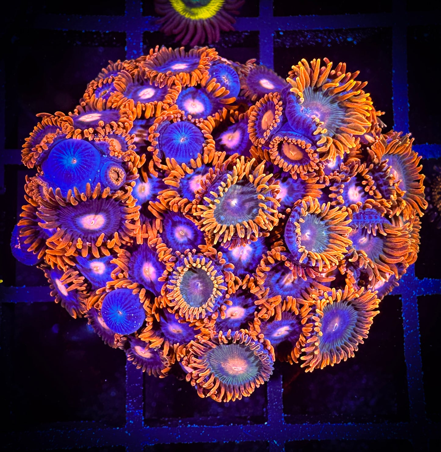 WYSIWYG Pink Eyes and CB Rockstar Combo 07B2