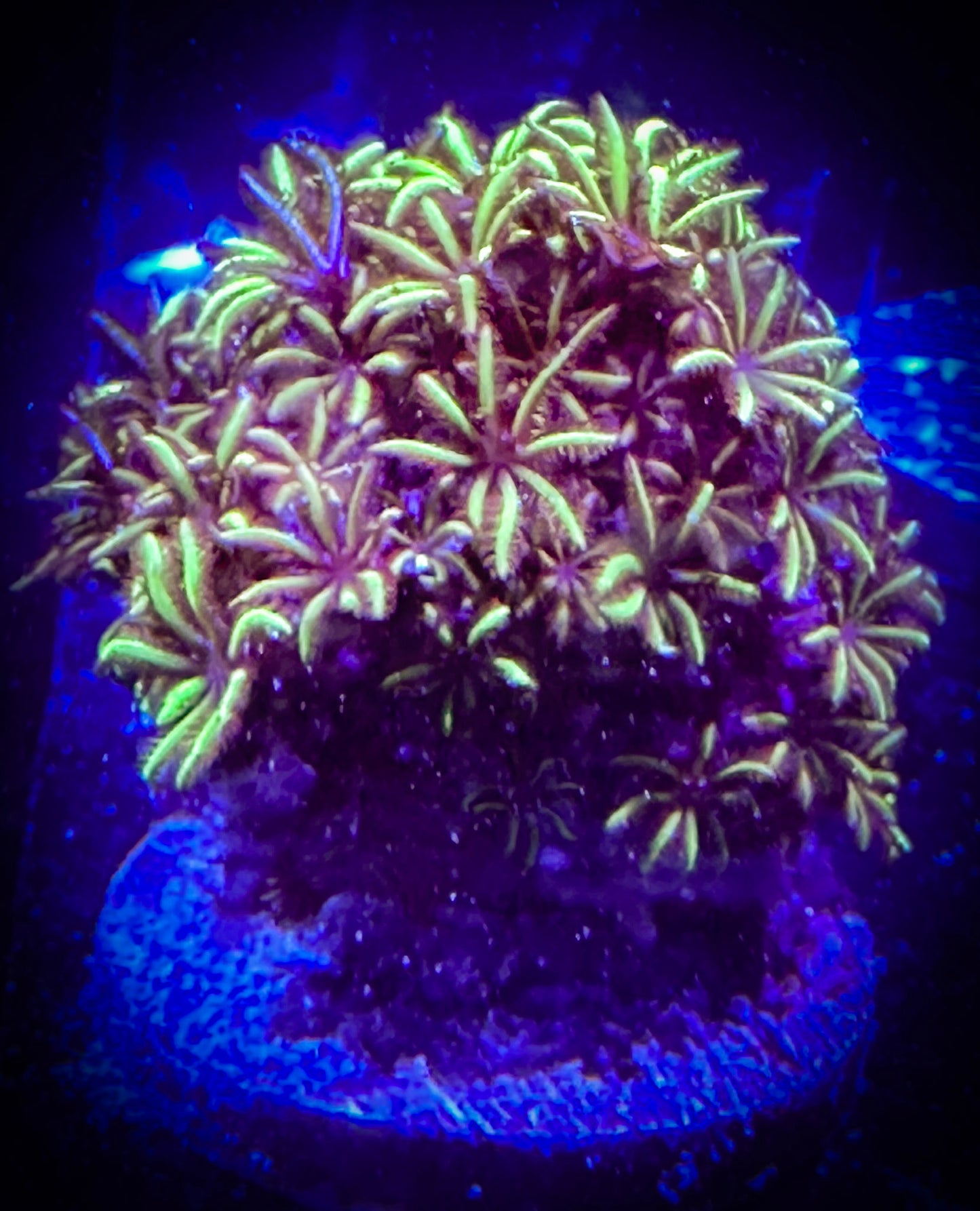WYSIWYG Navy-Eyed Pipe Organ Coral 04E3