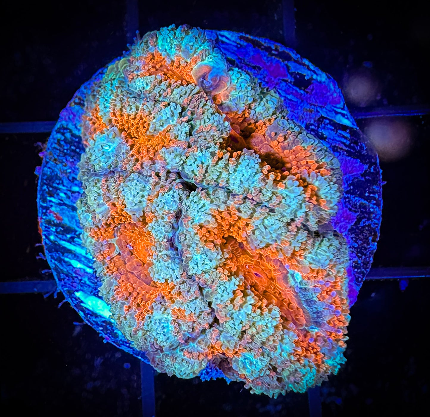 WYSIWYG Ultra Acan (Micromussa) 02C2