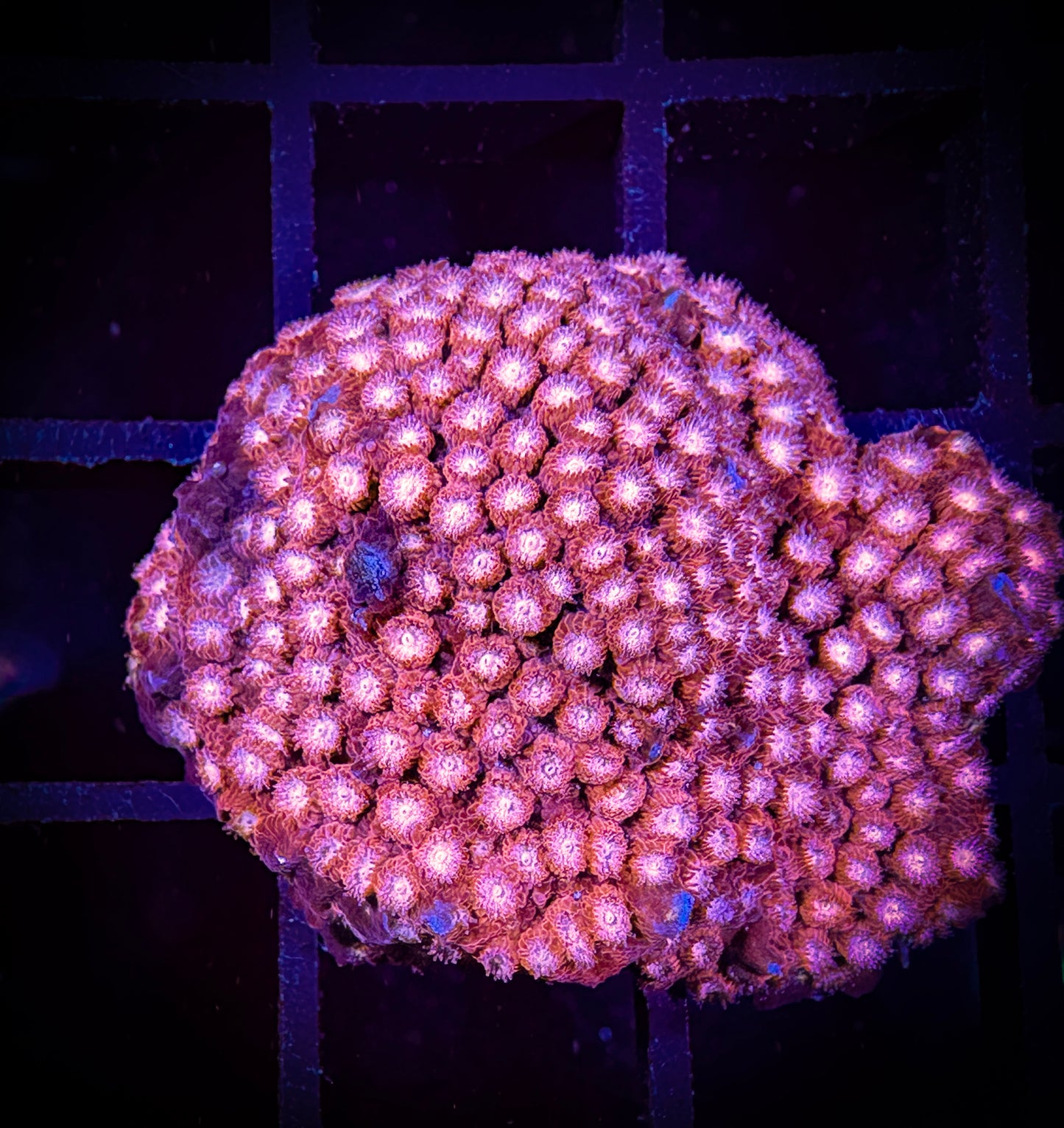 WYSIWYG WWC Peppermint Cyphastrea 01F1