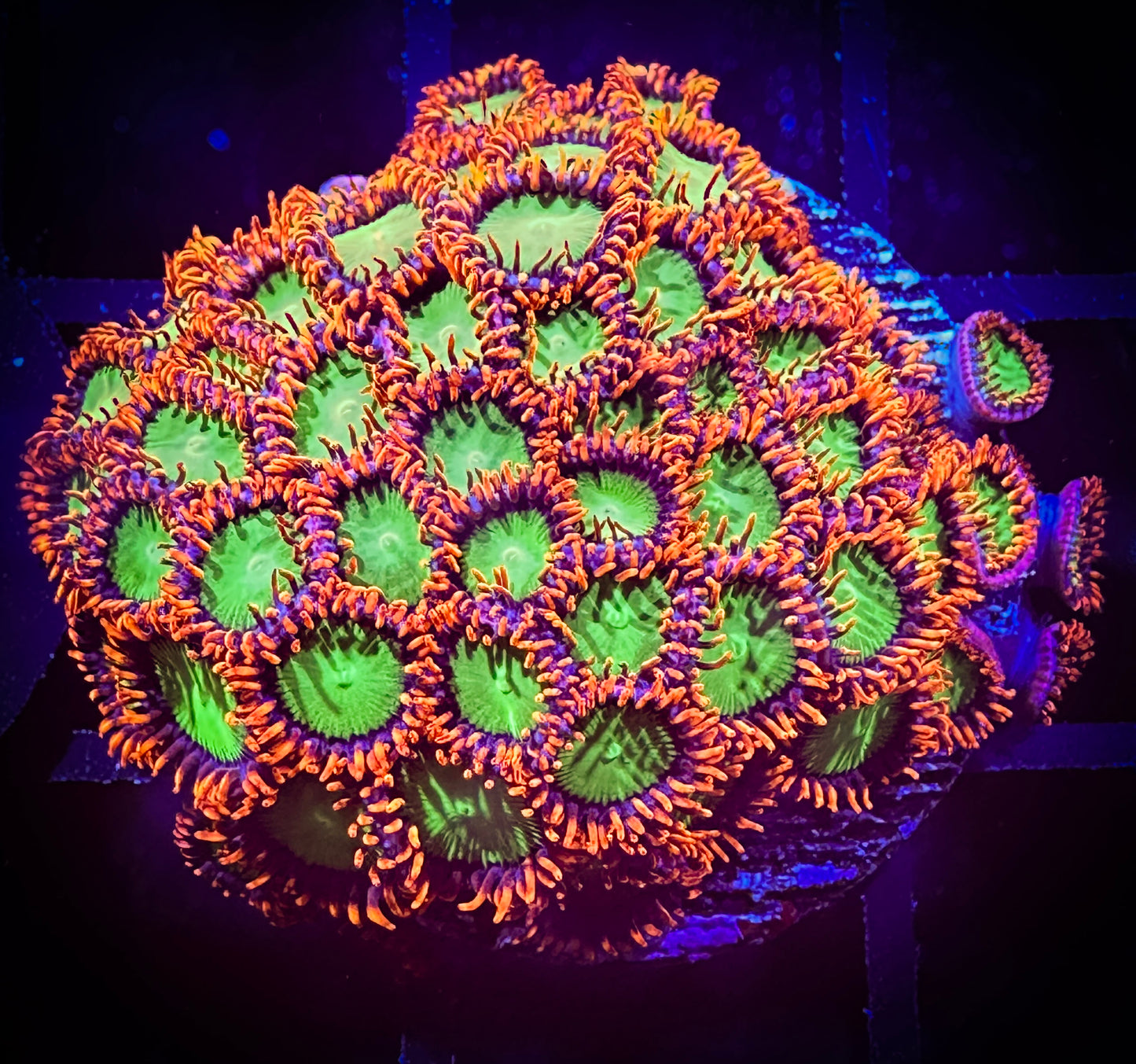 WYSIWYG OG Oompa Loompa Zoanthids 07B4