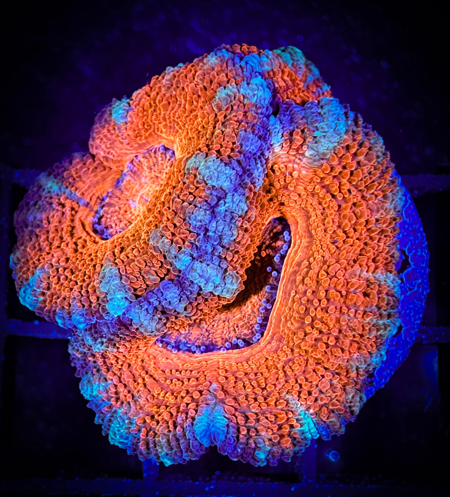 WYSIWYG Ultra Acan (Micromussa) 06D4