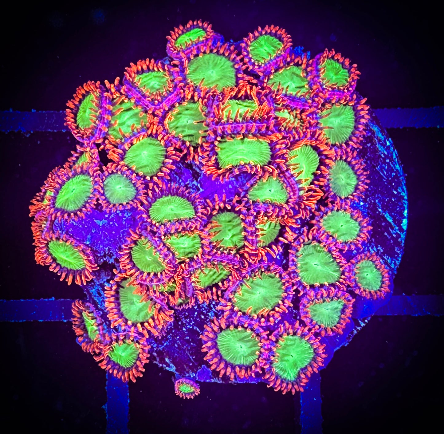 WYSIWYG OG Oompa Loompa Zoanthids 07C1