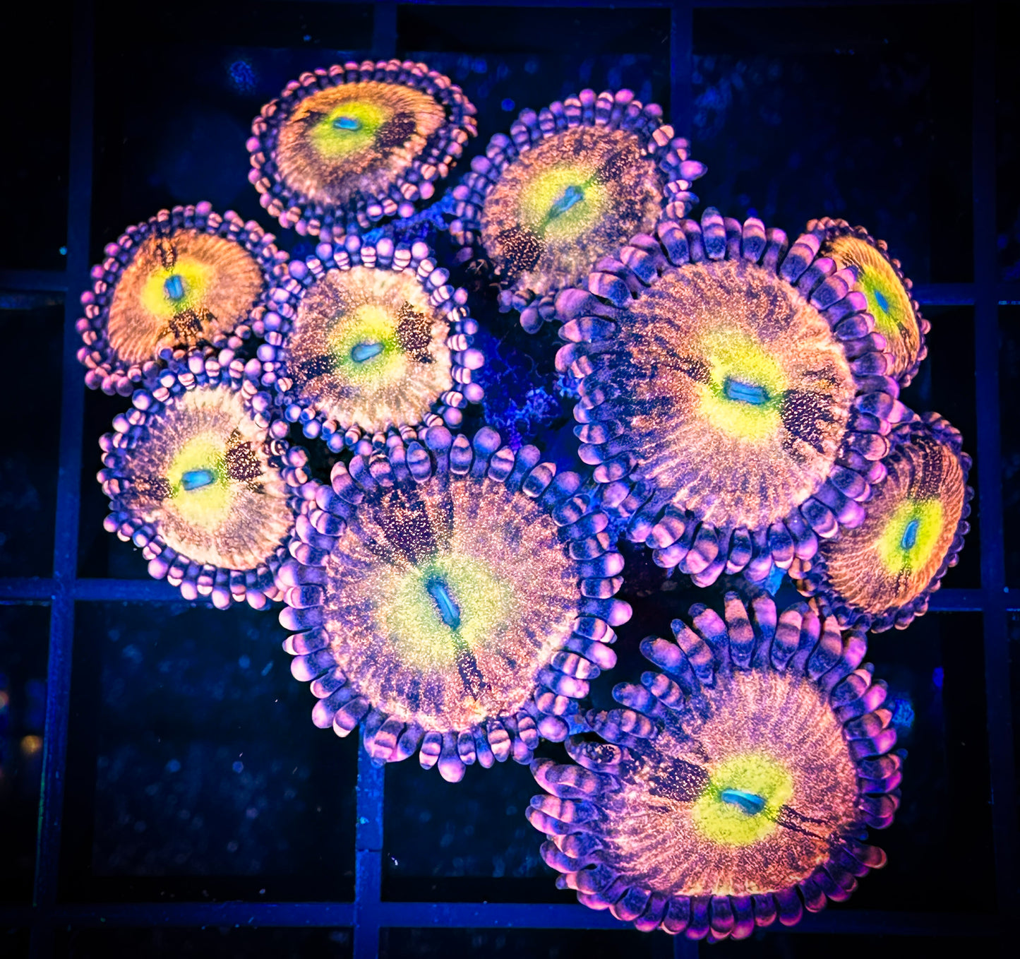WYSIWYG Alien Antivenom Zoanthids 07C2