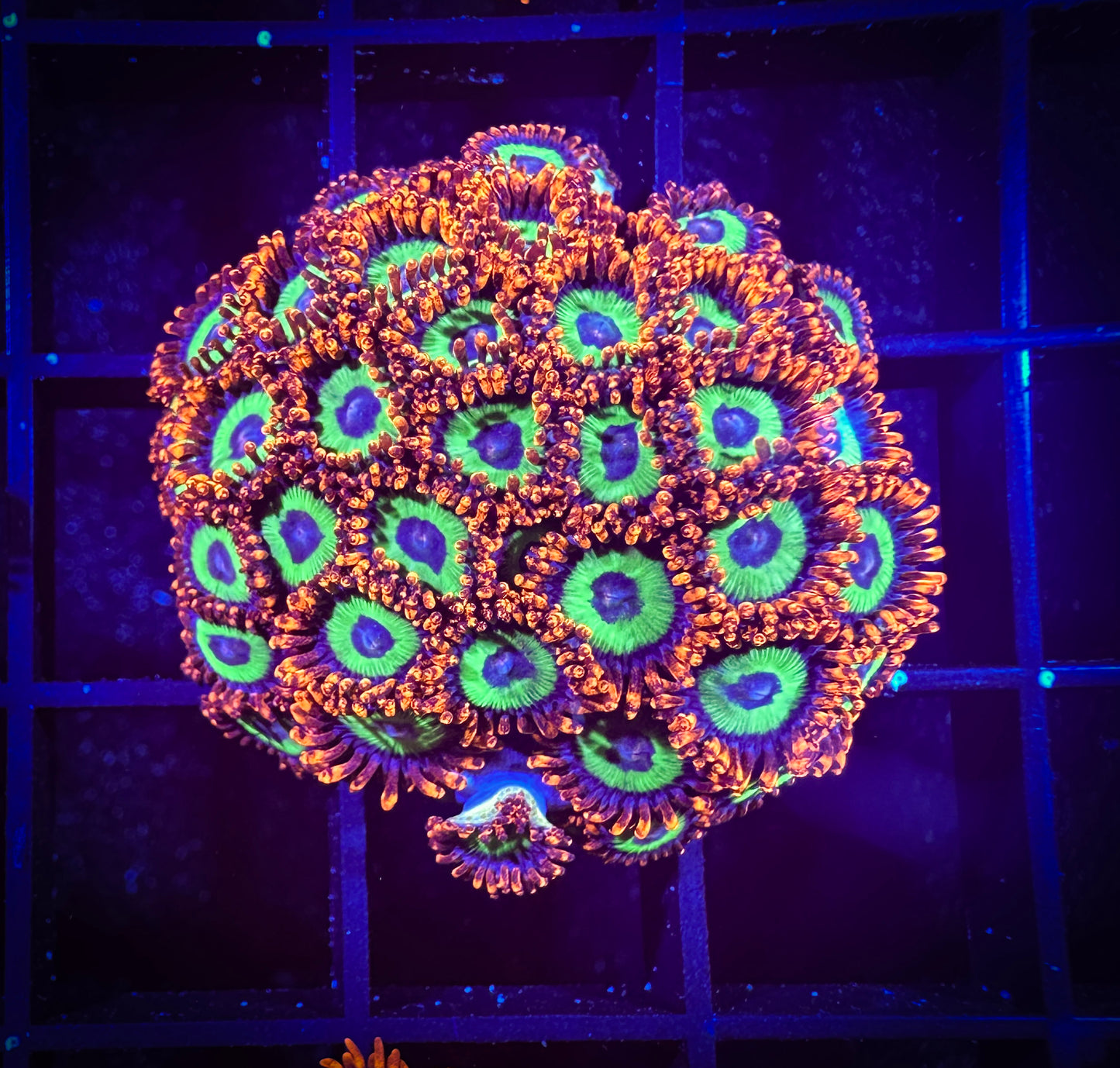 WYSIWYG Emeralds on Fire Small Polyp Zoanthids Colony 07C2