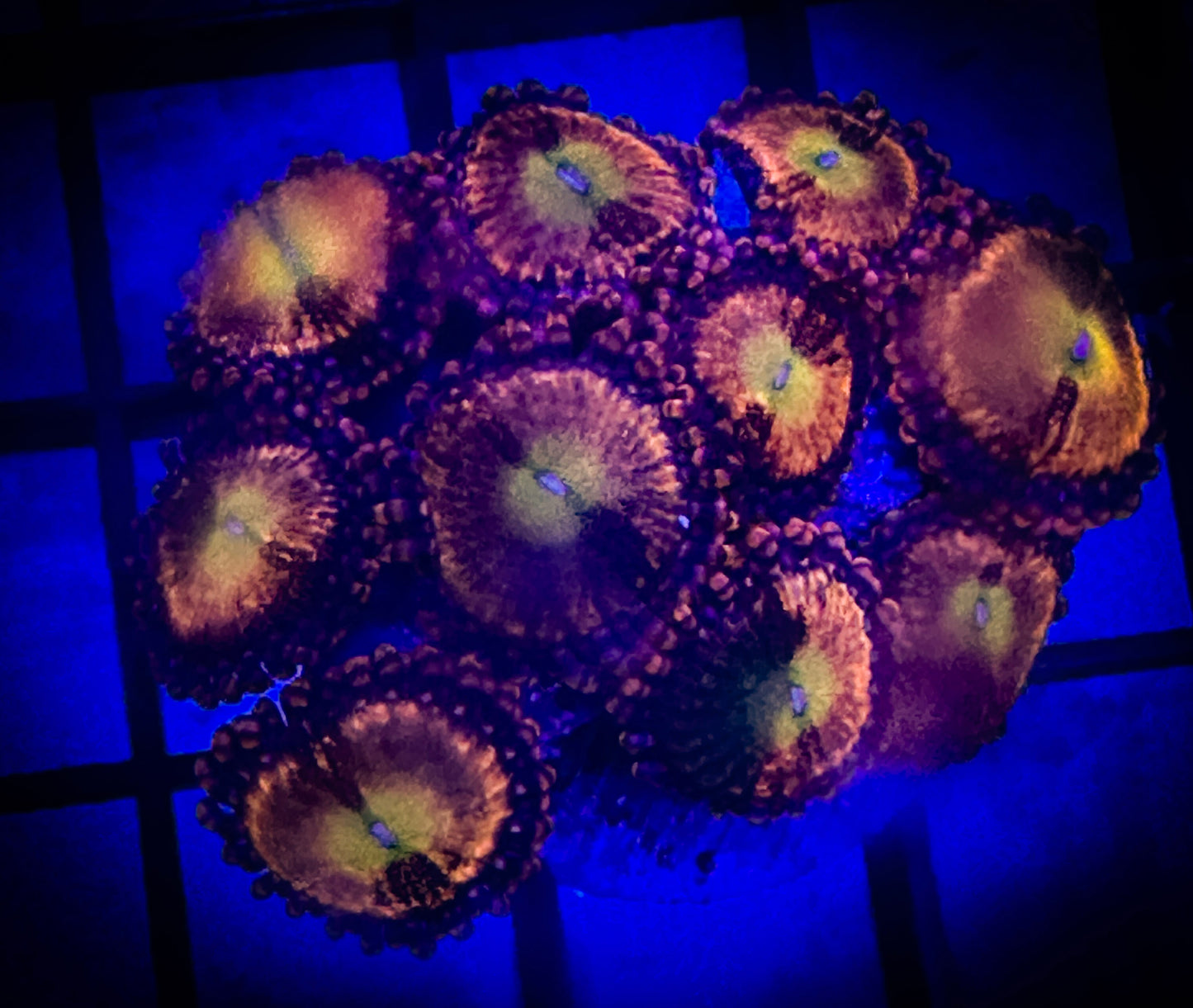 WYSIWYG Alien Antivenom Zoanthids 02B2