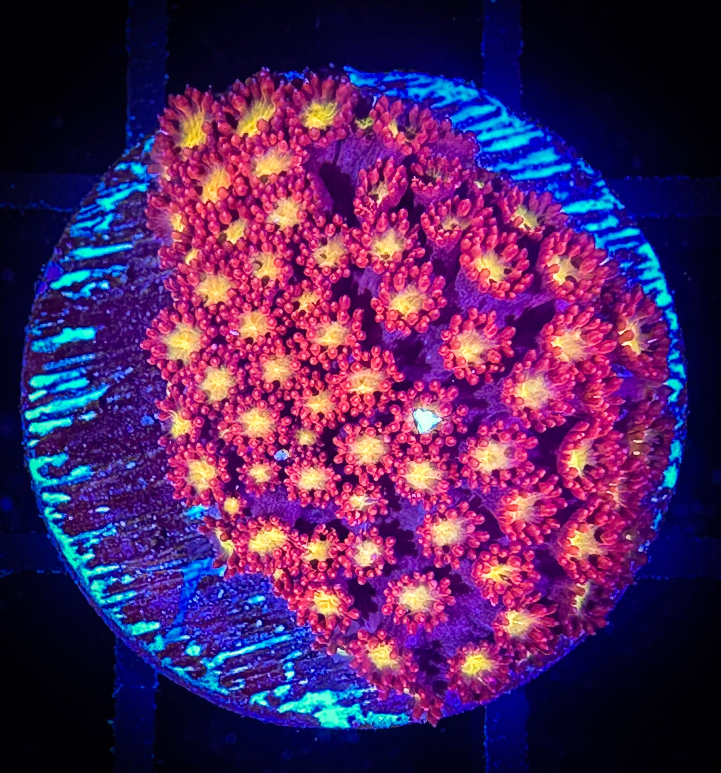 WYSIWYG WWC Fruit Loopz Micro Goniopora Coral 07C4