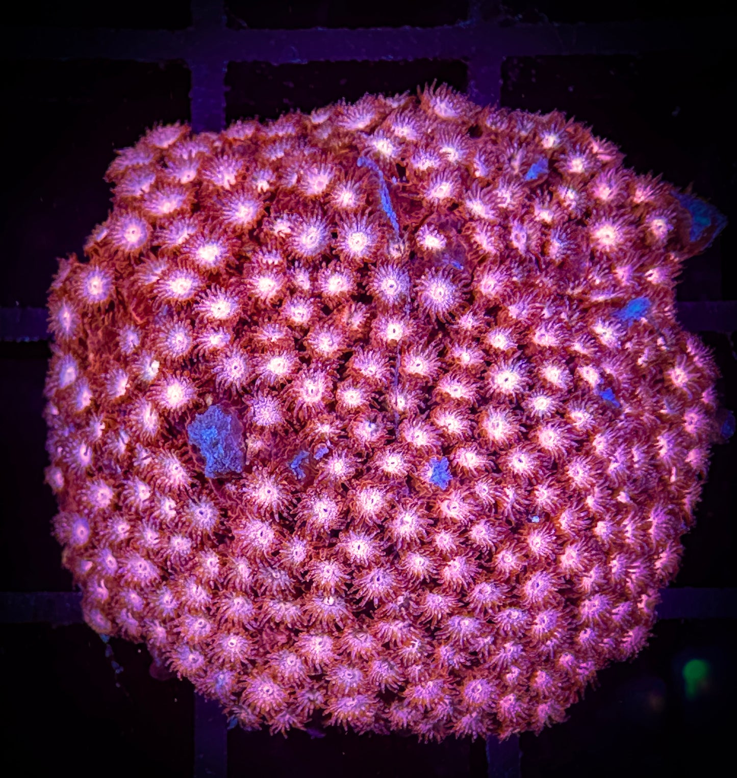 WYSIWYG WWC Peppermint Cypastrea 09D1