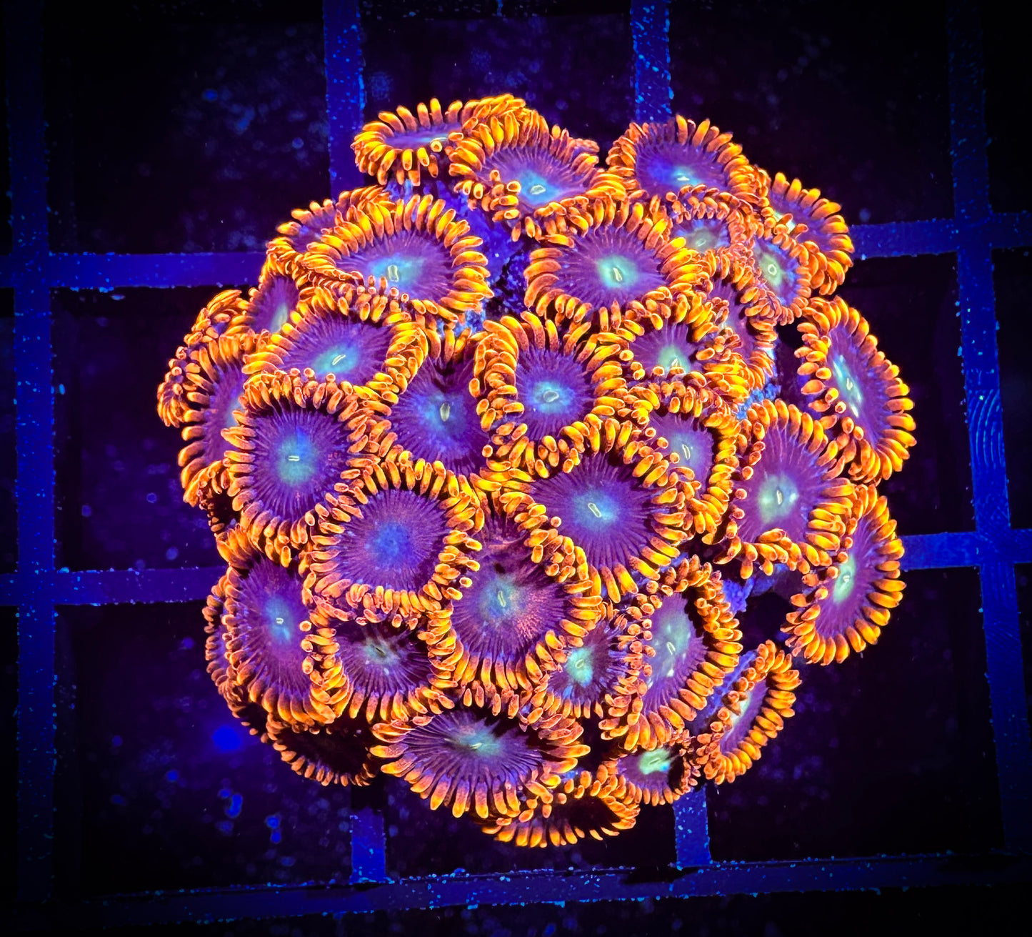 WYSIWYG GC Confused Fireballs Zoanthids Mini Colony 07C4