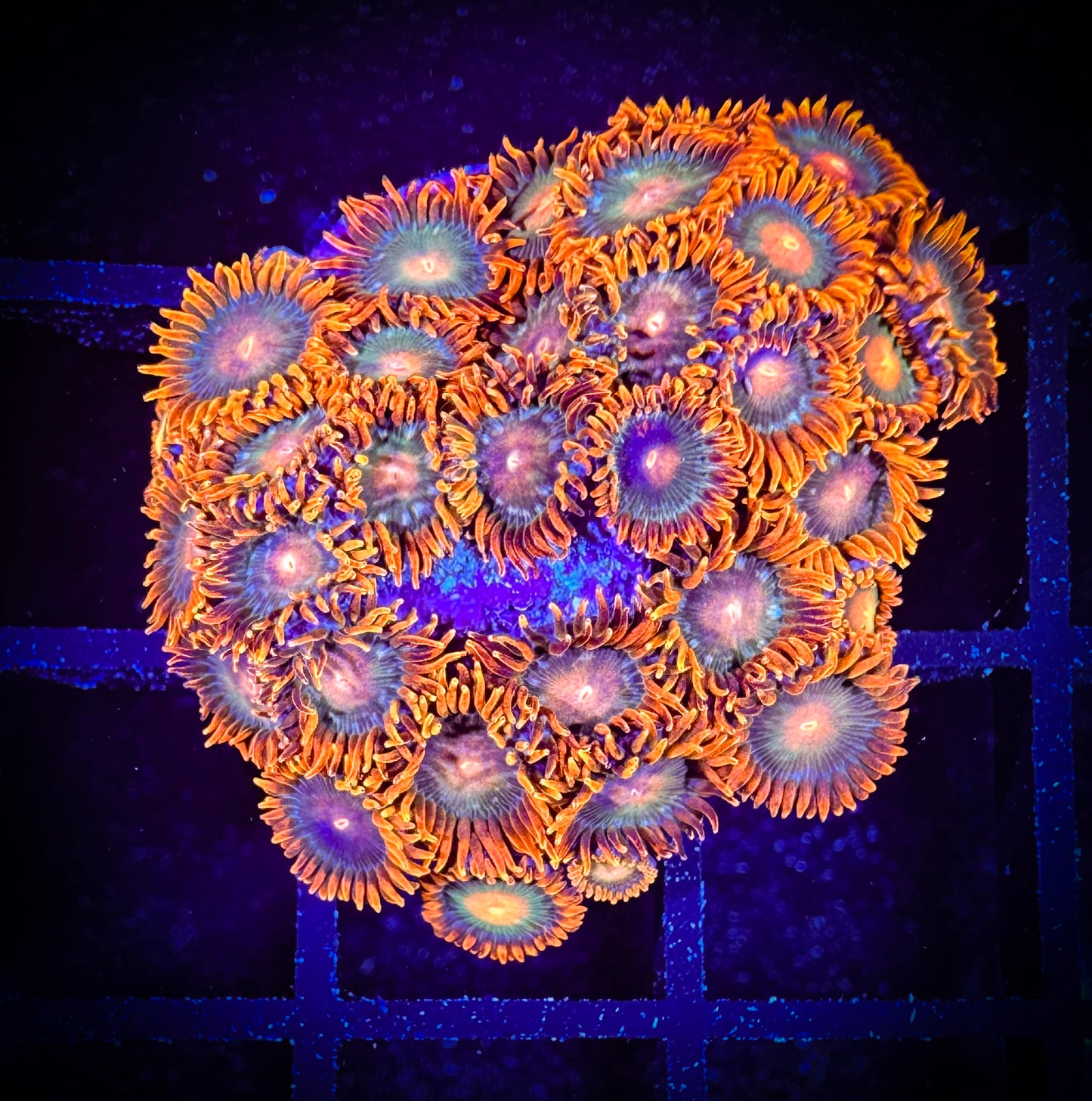 WYSIWYG Cornbread Rockstars Zoanthids Large Frag 07D1