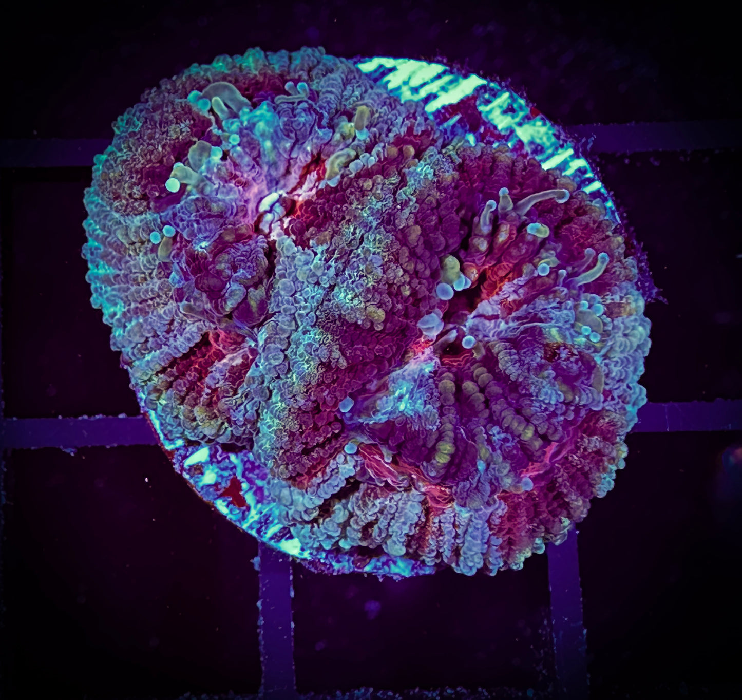 WYSIWYG, Purple Favia 06E1