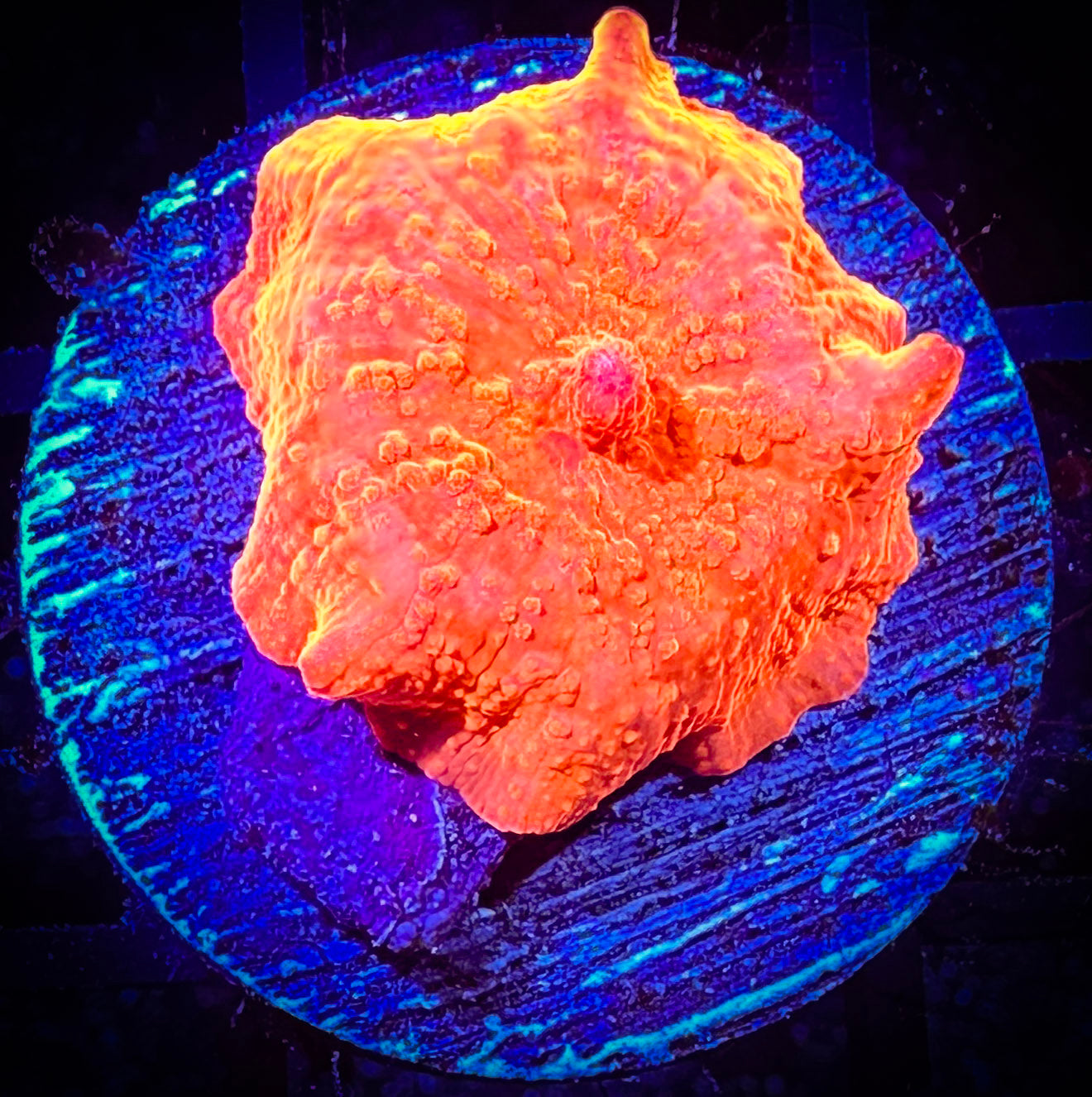 WYSIWYG Iron Man Discosoma Mushroom 07D3