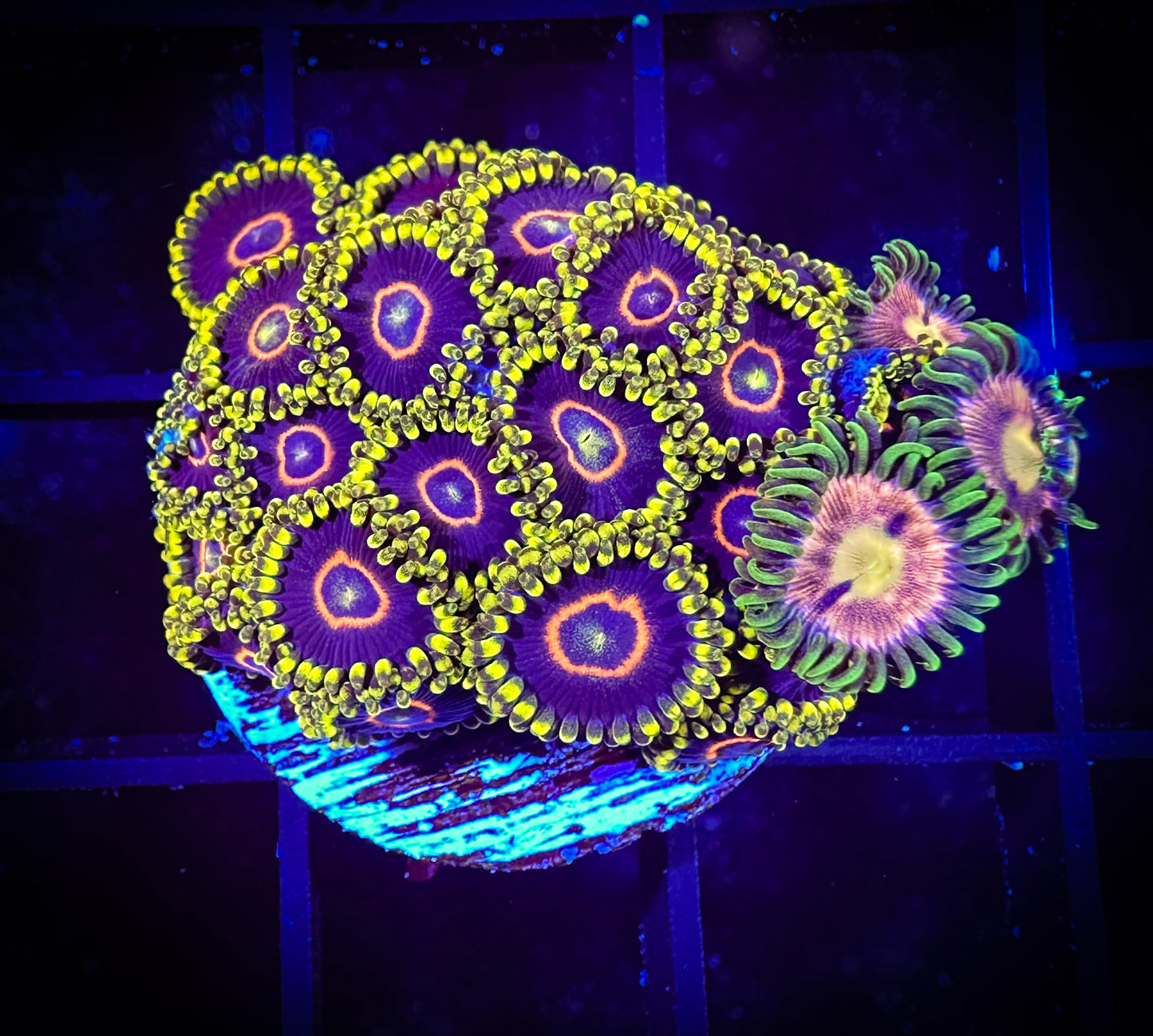 WYSIWYG Laser Lemons and Purple Hearts Zoanthids Frag 07D3