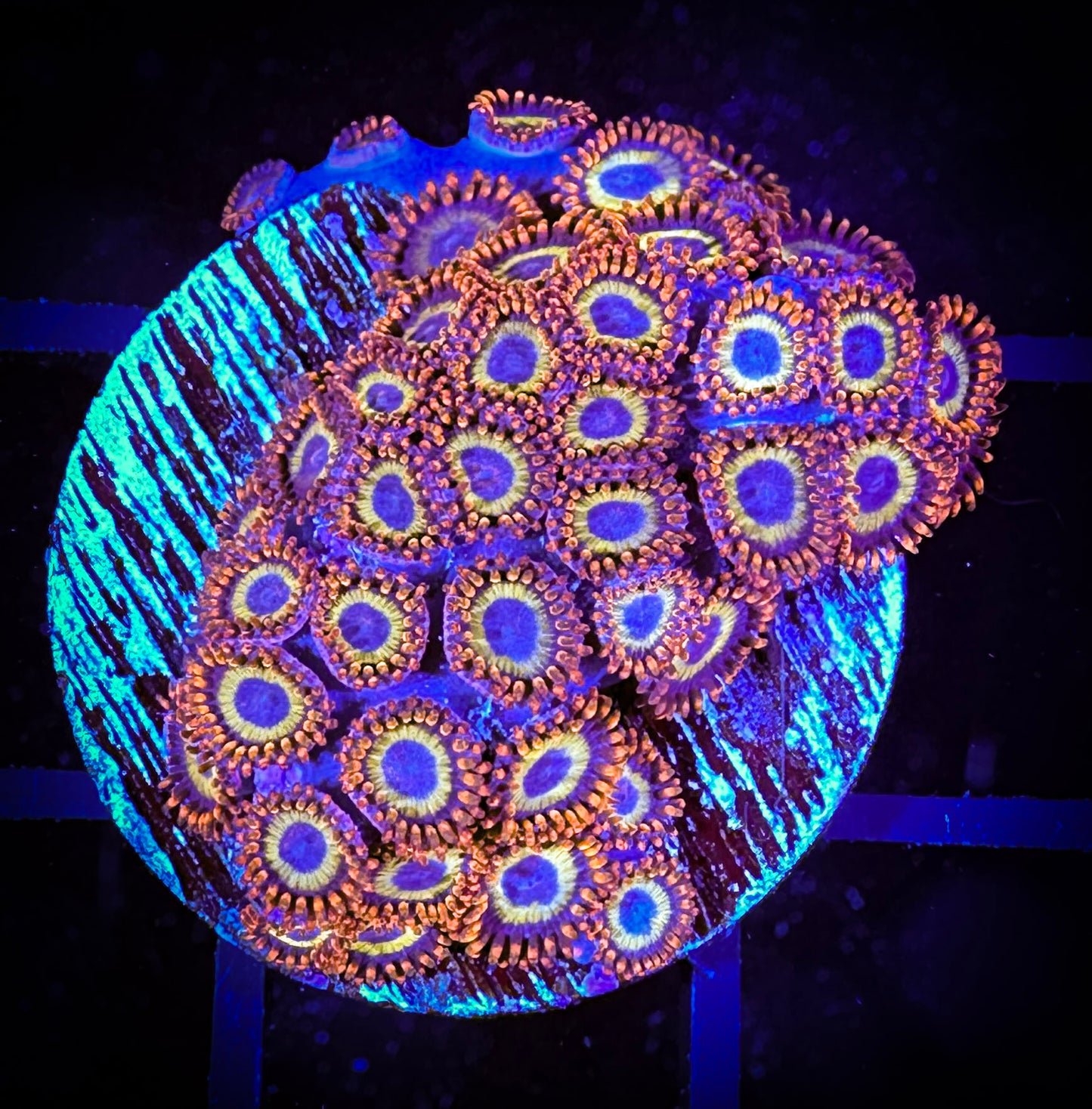 Fruit Loops Zoanthids (Mini Polyps)