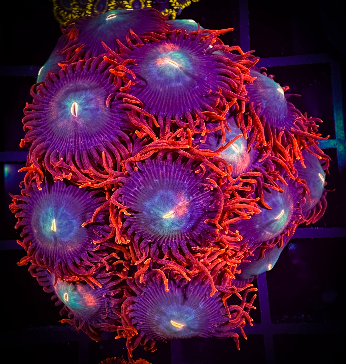 WYSIWYG CB Punk Rockers Zoanthids Colony 07E2