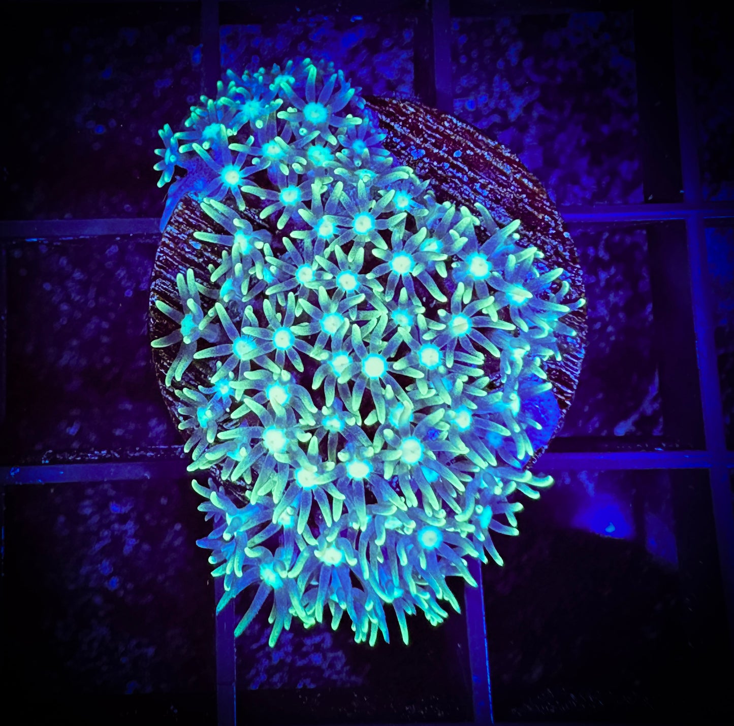 WYSIWYG Short Lash Green Star Polyp 03A2