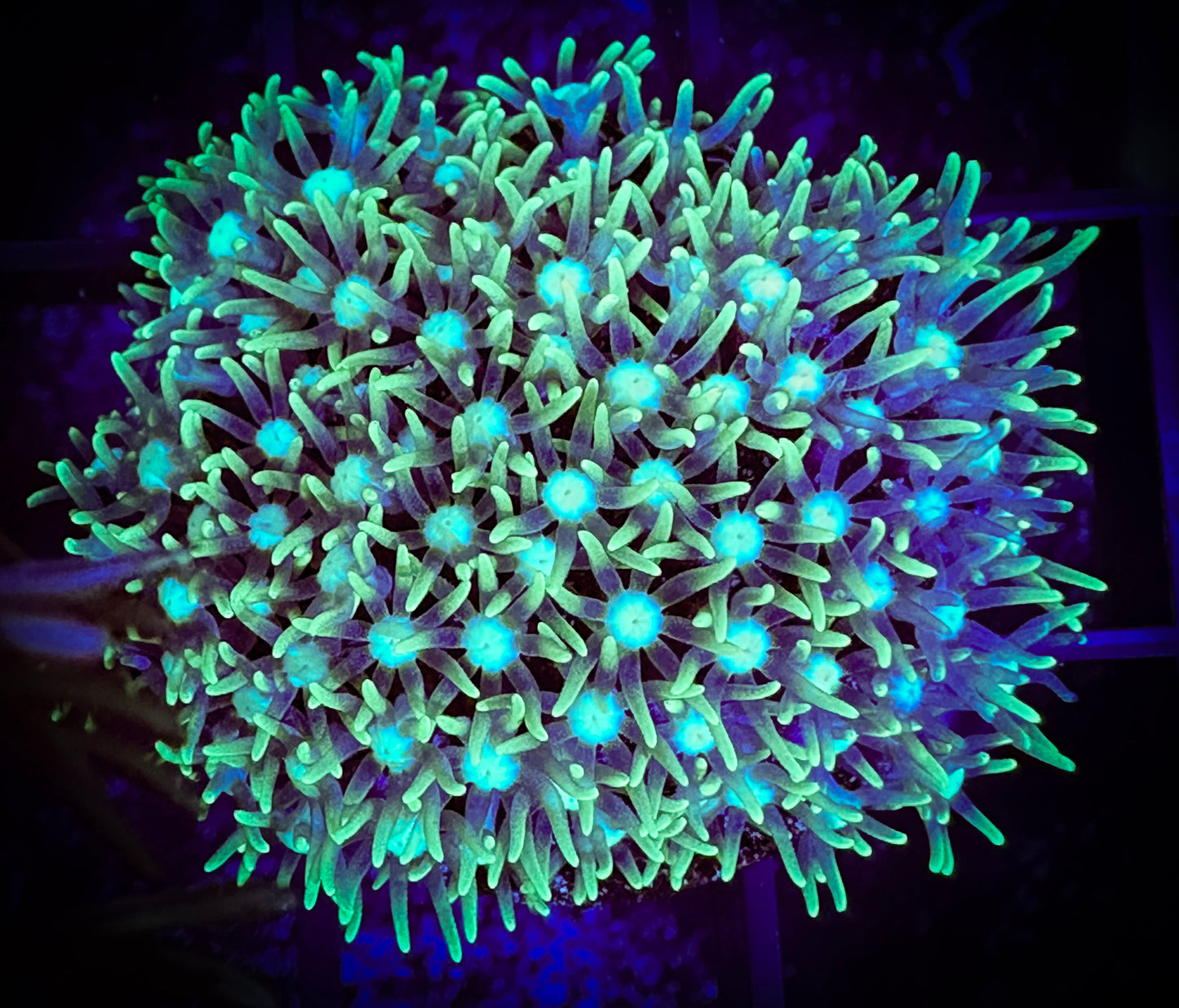 WYSIWYG Short Lash Green Star Polyp 02A3