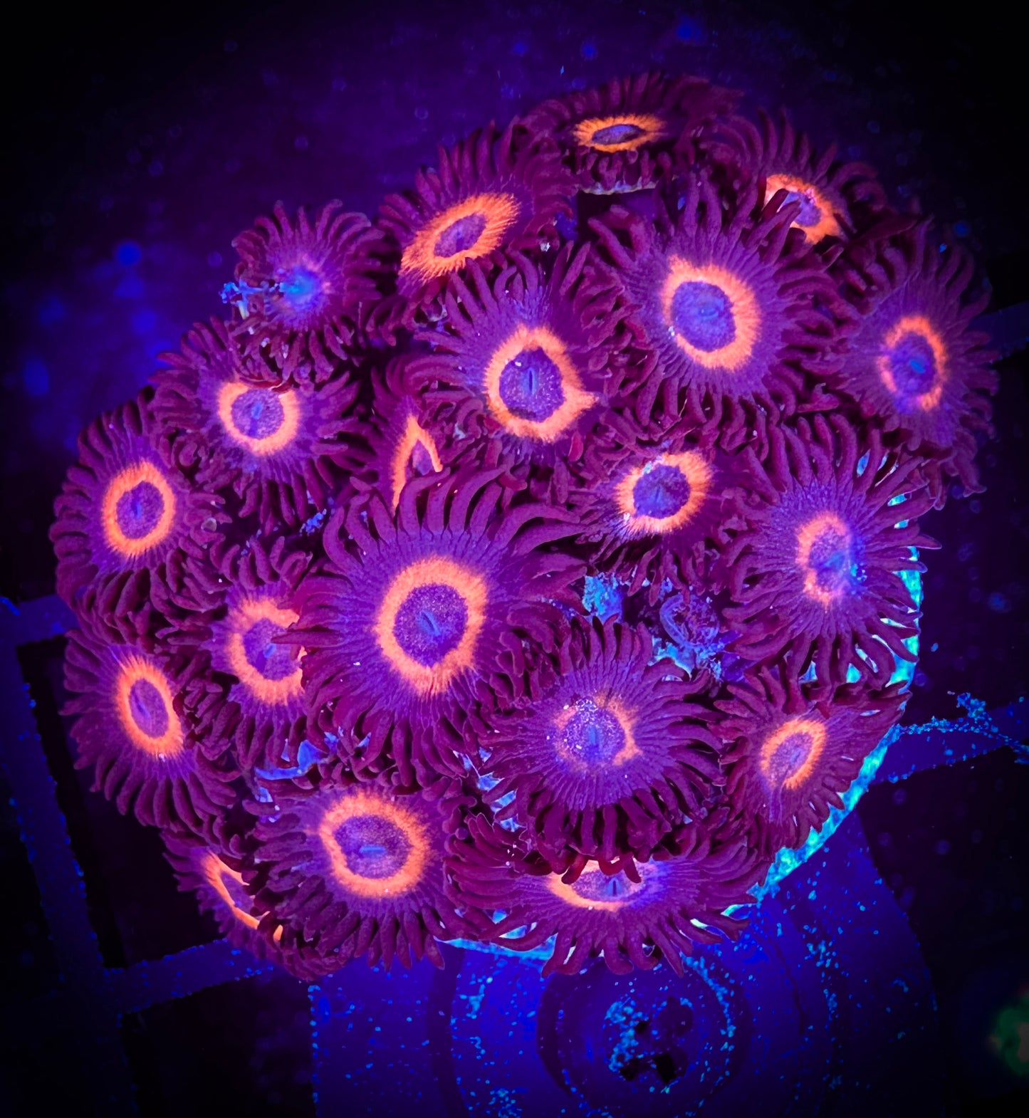 WYSIWYG Omega Red Zoanthids 07F1