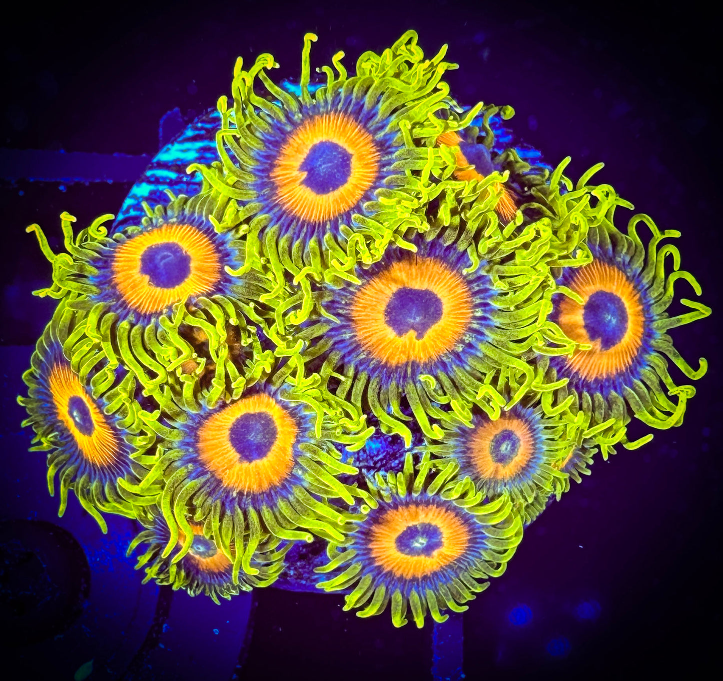 WYSIWYG Super Sunflower Zoanthids Mini Colony 07F1