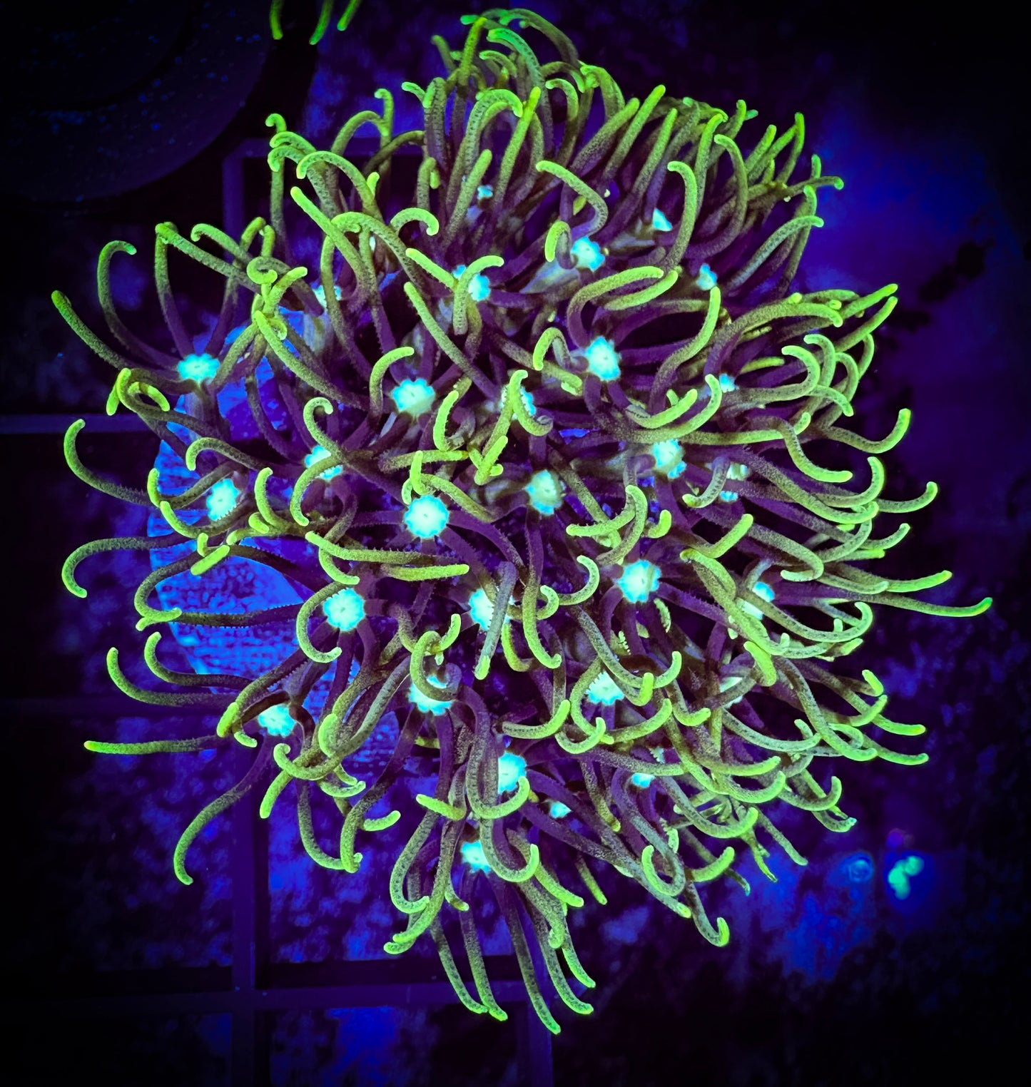 Long Lash Green Star Polyp