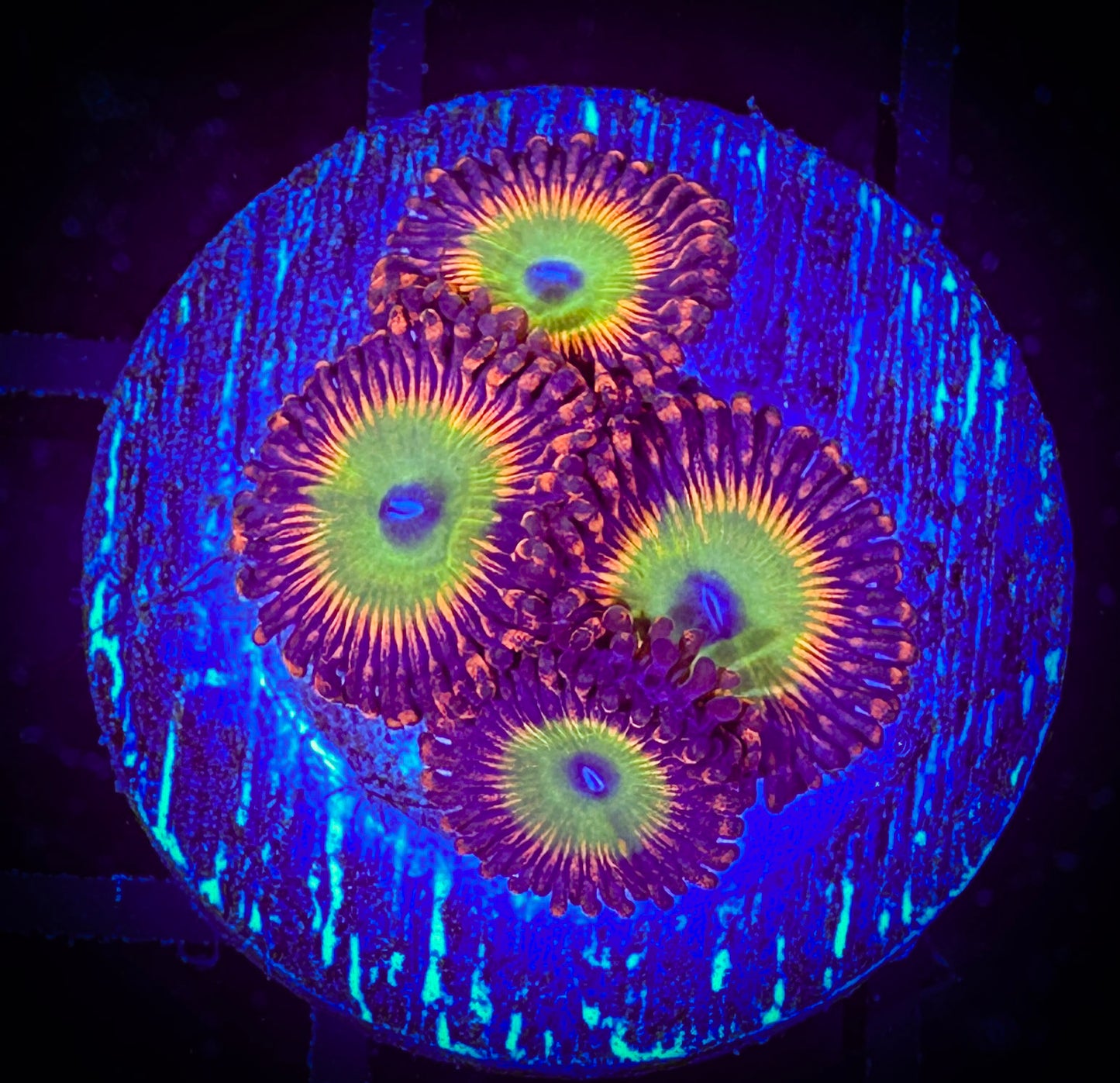 WYSIWYG Candy Apple Reds Zoanthids 07F3