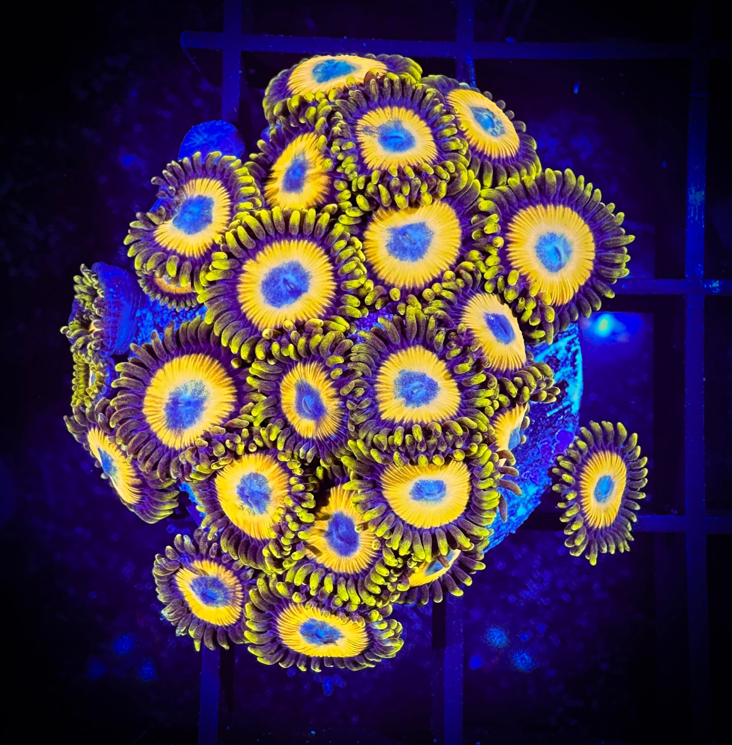 WYSIWYG Scrambled Eggs Zoanthids Large Frag 07F3