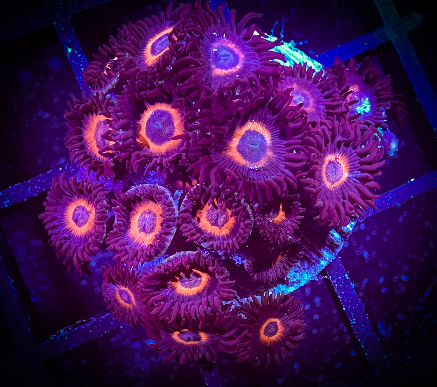WYSIWYG Omega Red Zoanthids 07F3
