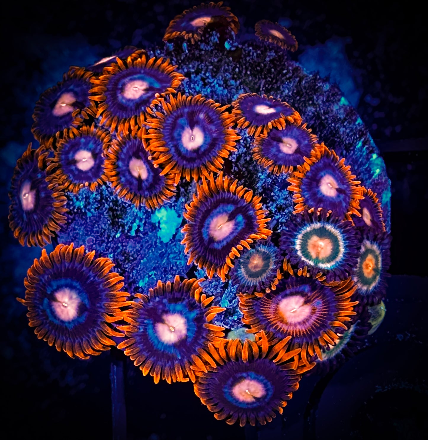 WYSIWYG Pink Eyes and Sunkissed Zoanthids Combo 03A3