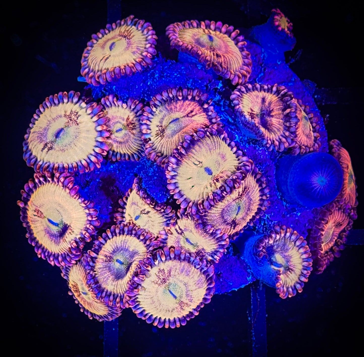 WYSIWYG WWC Halle Berry Zoanthids Large Frag 08A2
