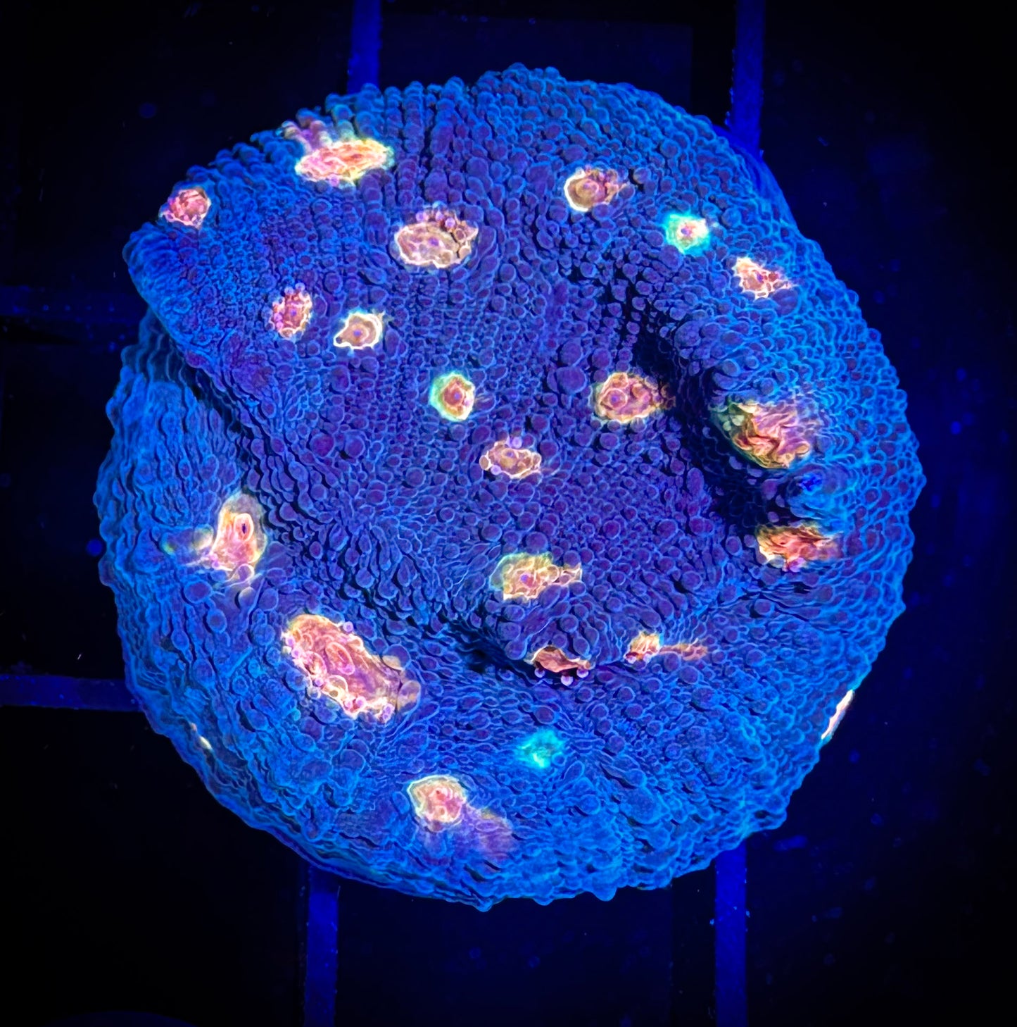 WYSIWYG Miami Hurricane Chalice 08A2