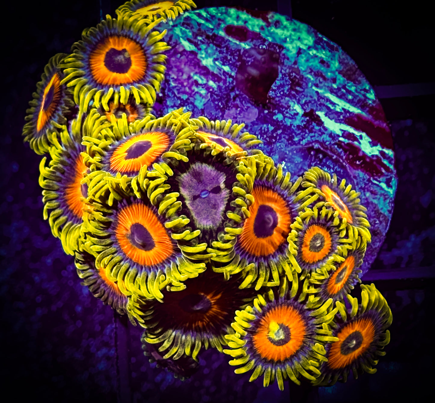 WYSIWYG Super Sunflowers with a Purple Monster Combo 03B1