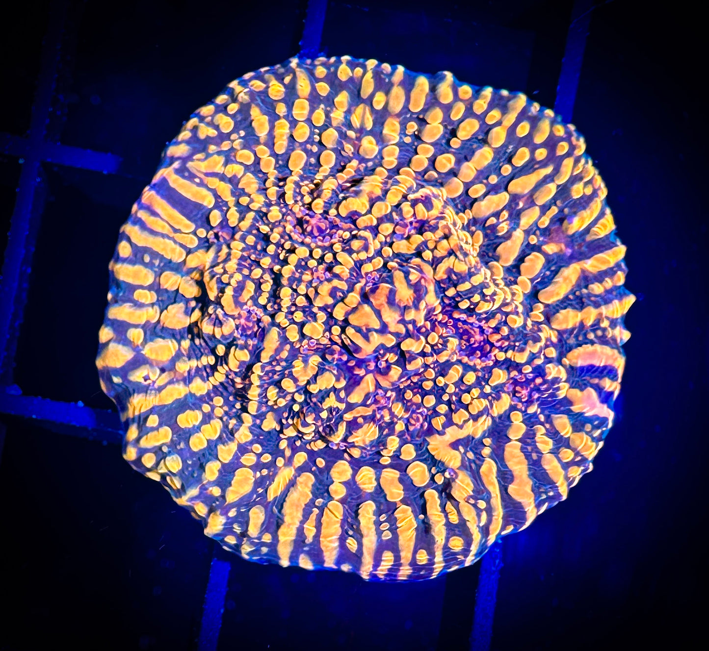 WYSIWYG Cherry Corals Cloud Berries Chalice 08A3