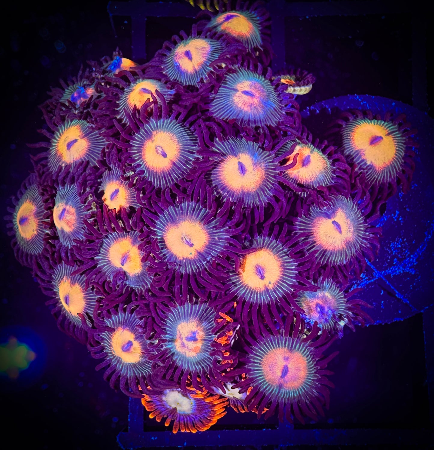 WYSIWYG Red haired Gorilla Nipples Zoanthids Colony 08A3