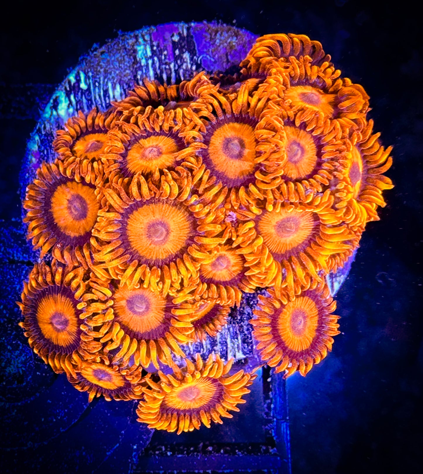 WYSIWYG CB Orange Hornets AKA Oxides Zoanthids Large Frag 05F4