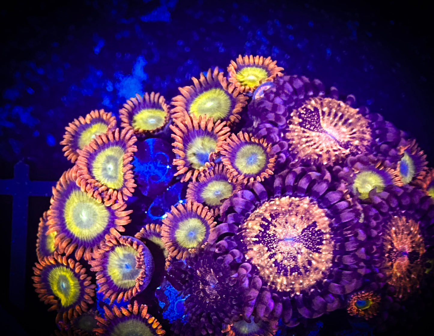 WYSIWYG Mandarin Oranges w/ Couple WWC Pandora 04A3