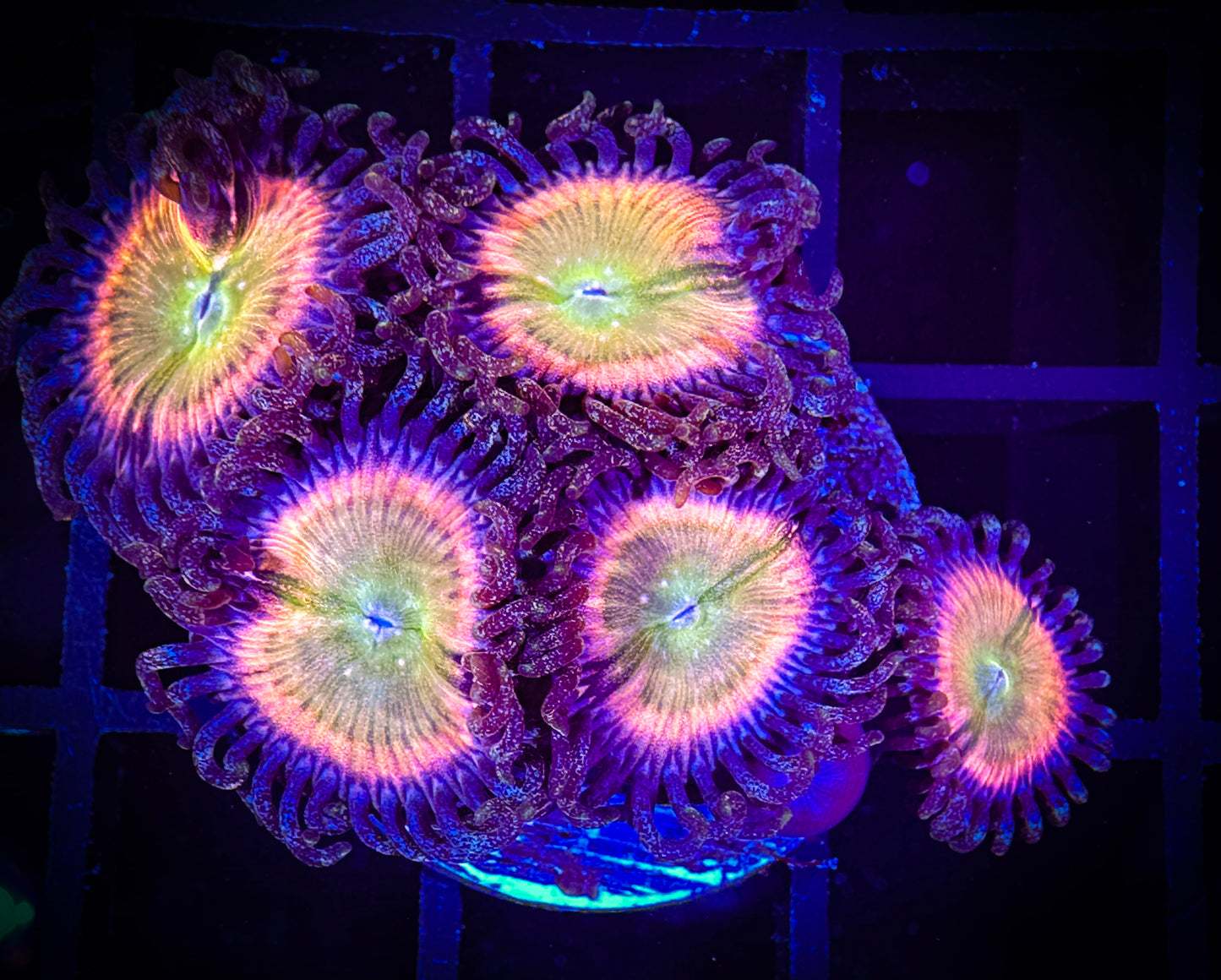Kung Fu Zoa Zoanthids