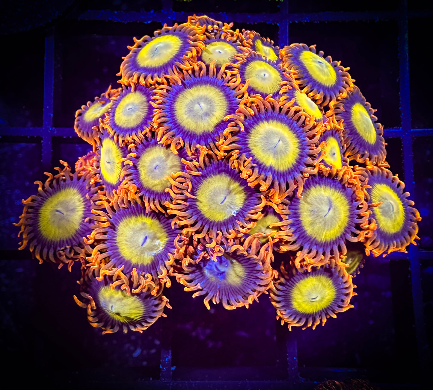 WYSIWYG Mandarin Oranges Zoanthids Mini Colony 02A2