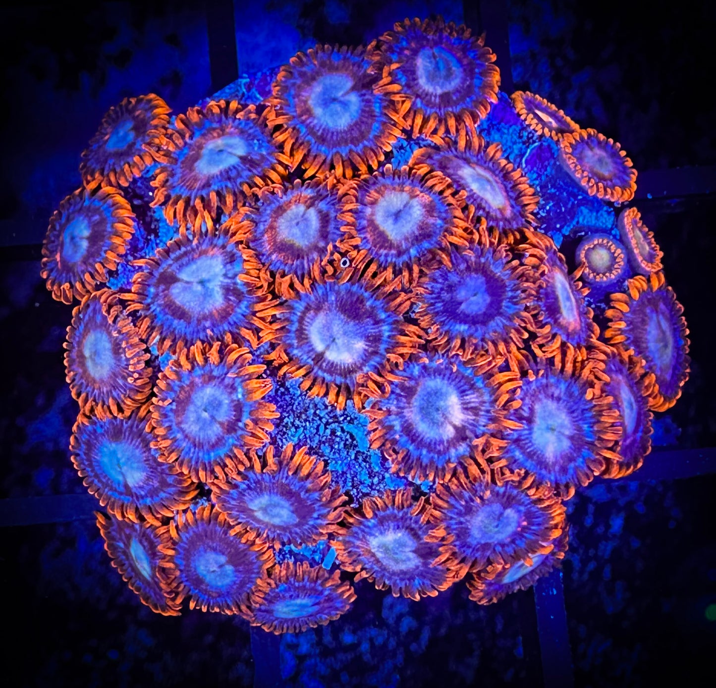 WYSIWYG New Fire and Ice Zoanthids Colony 05B1