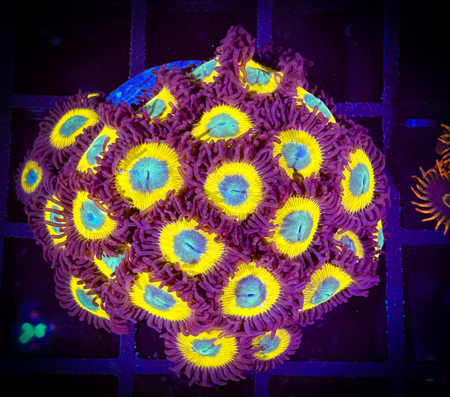 Black Bella Zoanthids Mini Colony 08B3