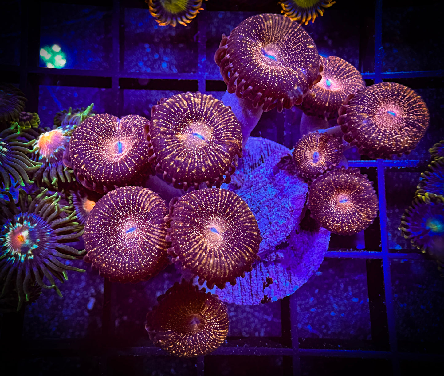 WYSIWYG WWC Pandora Zoanthids 02A3