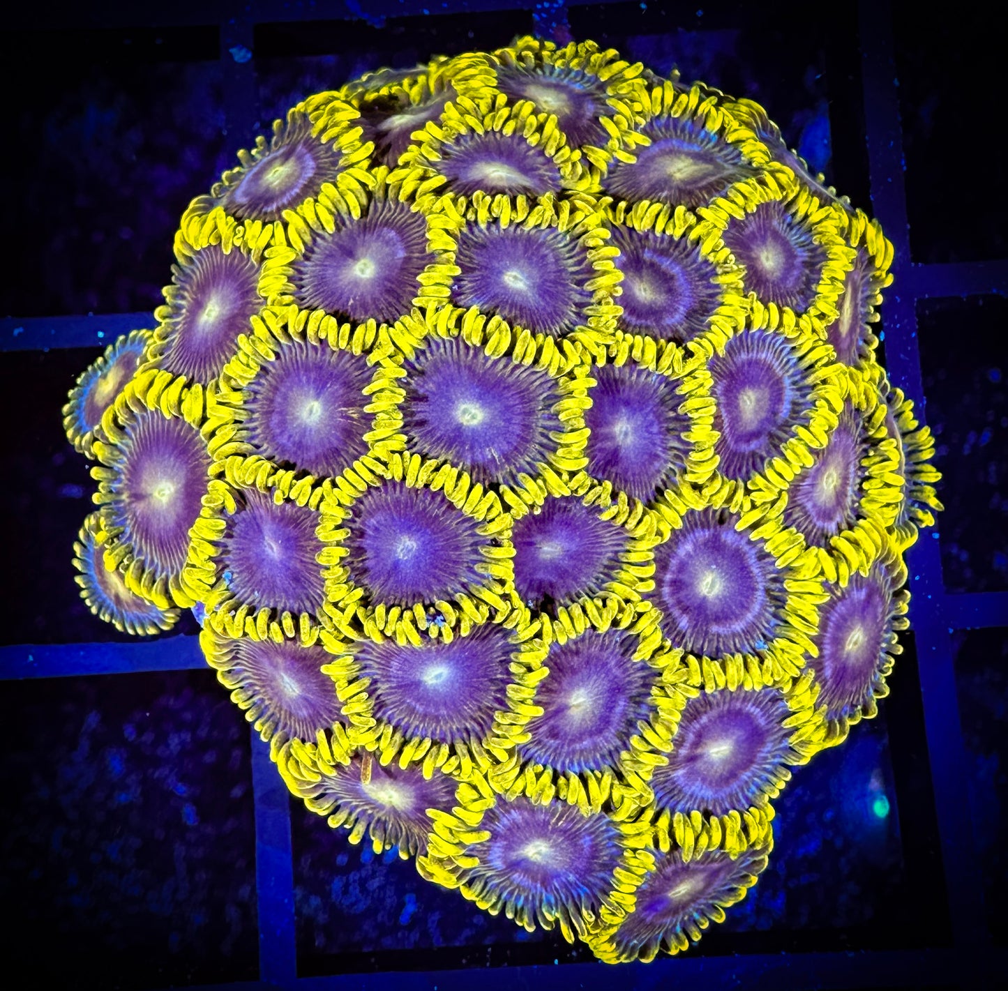 WYSIWYG Evil Mel's Green Skirt Zoanthids Large Frag 08B3