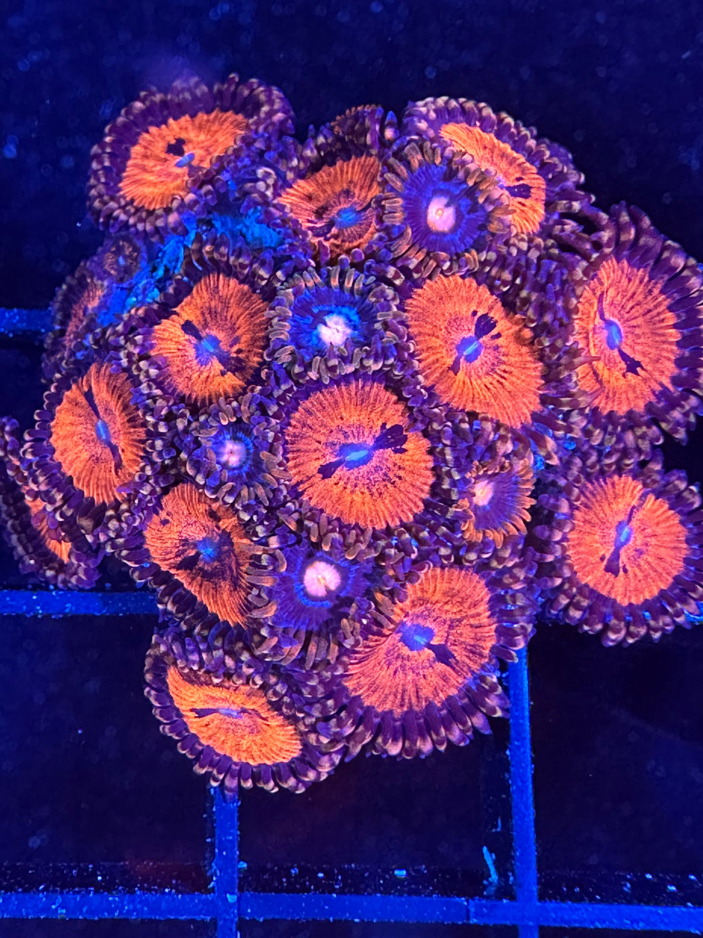 WYSIWYG GC Pink Eyes and WWC Bloodsuckers AKA Date Night Combo 02E2