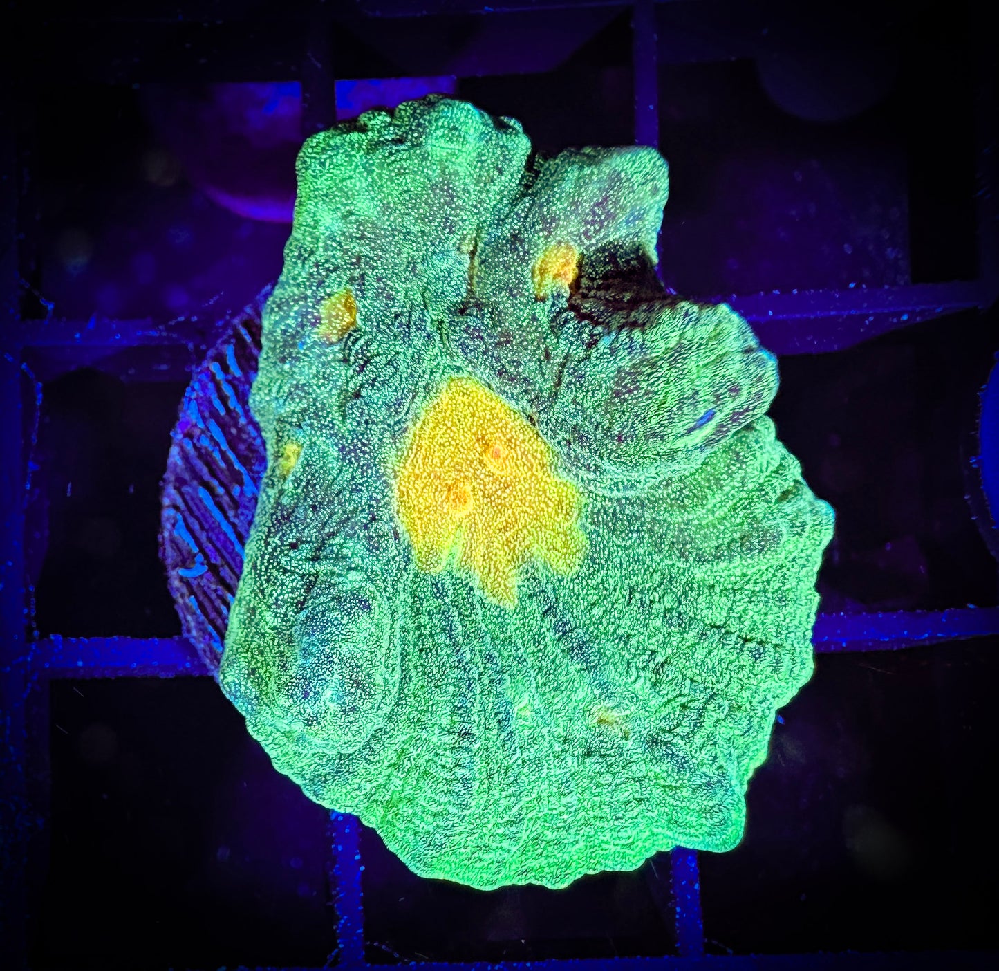 WYSIWYG JF Space Invader Pectinia 08B4