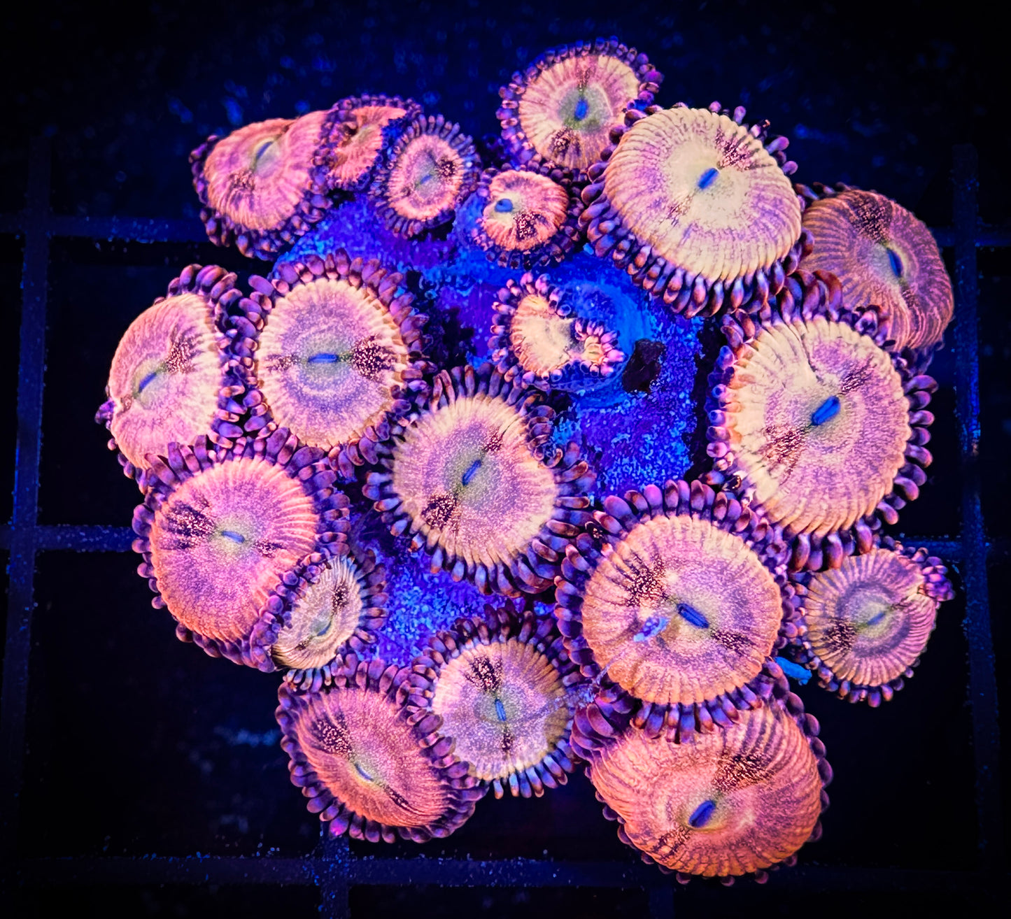 WYSIWYG WWC Halle Berry Zoanthids Large Frag 08C1