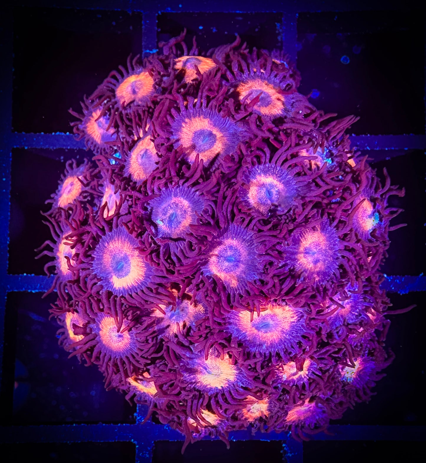 WYSIWYG Omega Red Zoanthids Colony 08C2