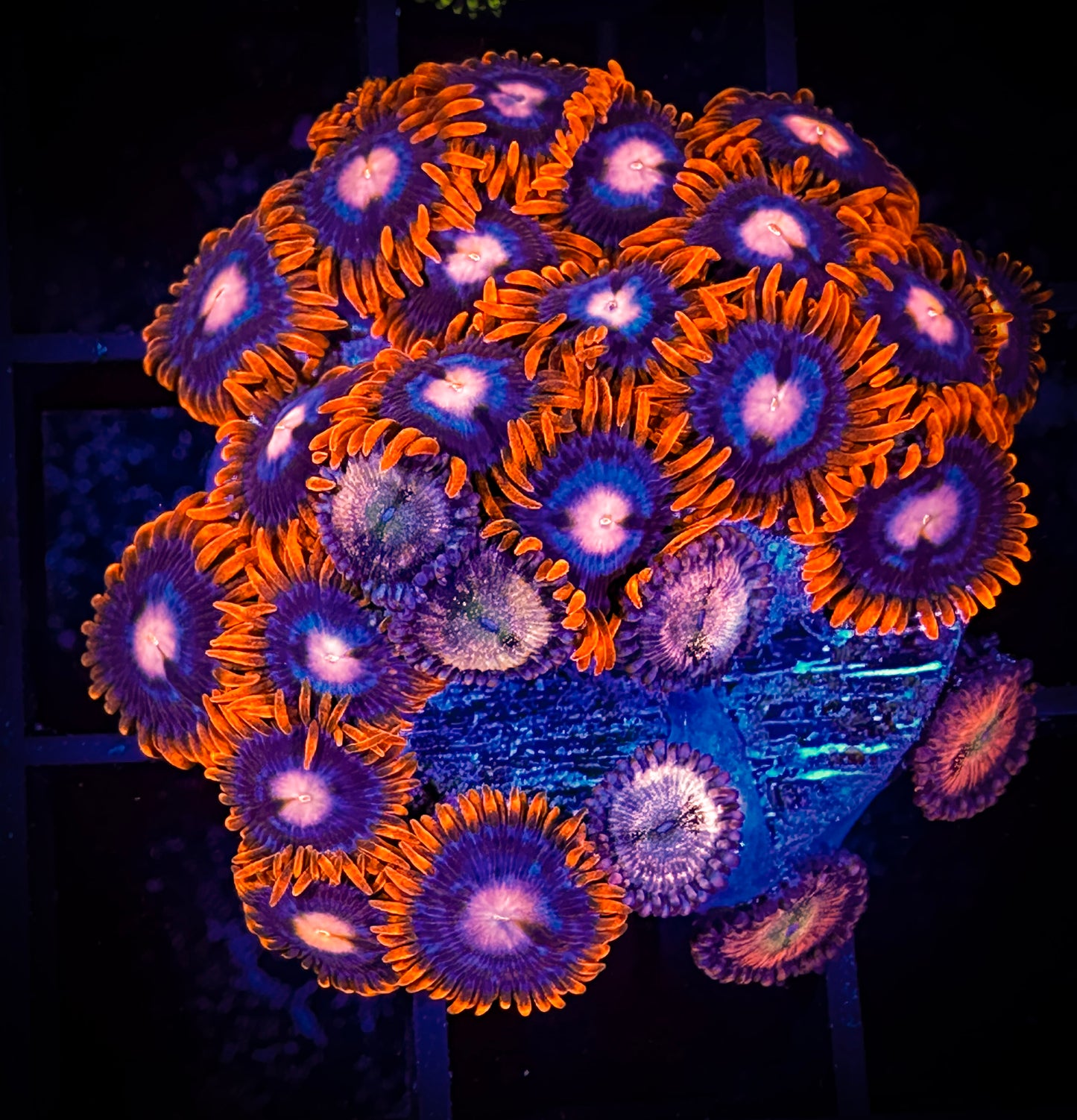 WYSIWYG Halle Berry Zoanthids and Pink Eye Combo 03C4