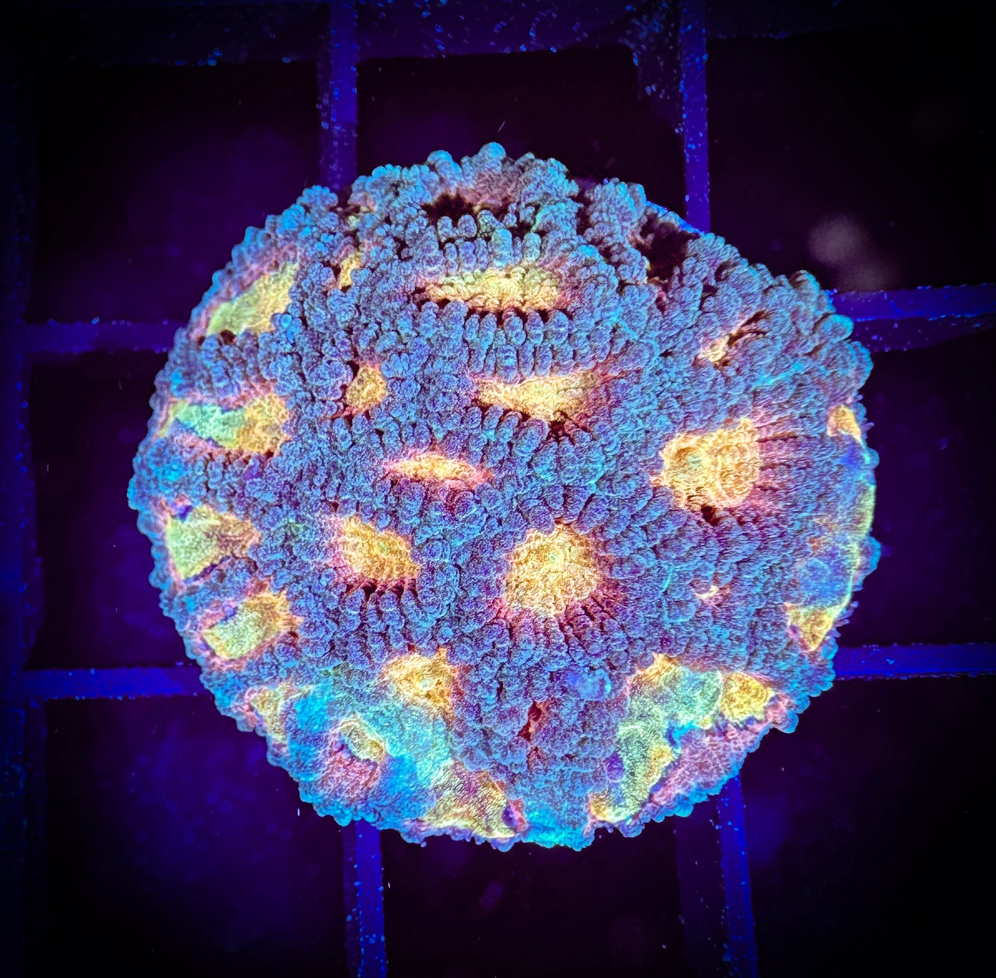 WYSIWYG Baby's Breath Favia 08C3