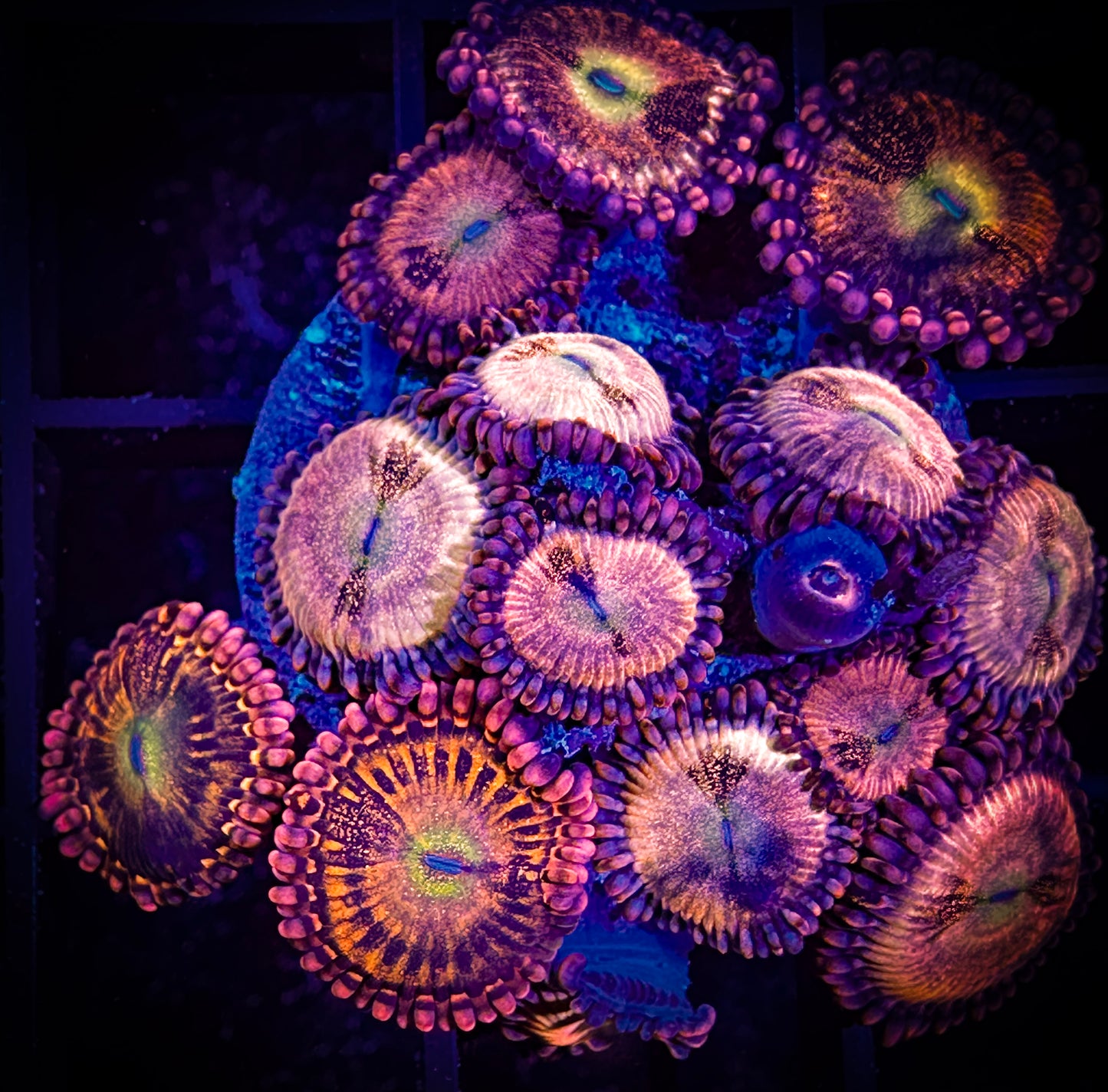 WYSIWYG Halle Berry Zoanthids Alien Antivenom Combo 03D1