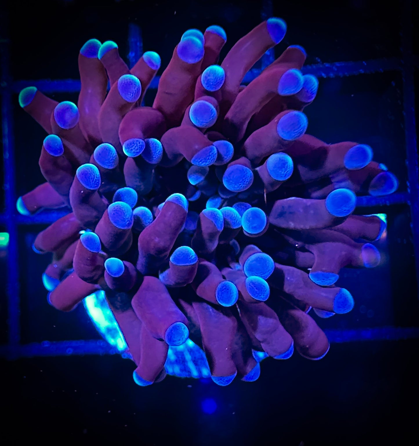 WYSIWYG Purple Micro Torch (Euphyllia Cristata) 08D1
