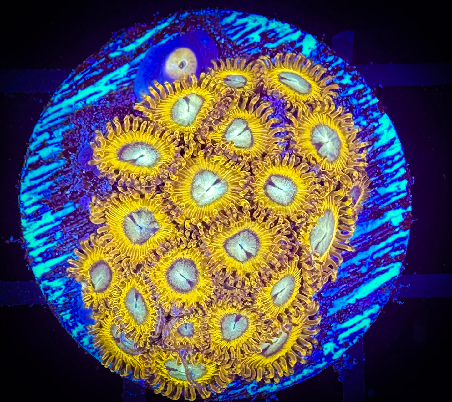 WYSIWYG Pikachu Zoanthids 08D1